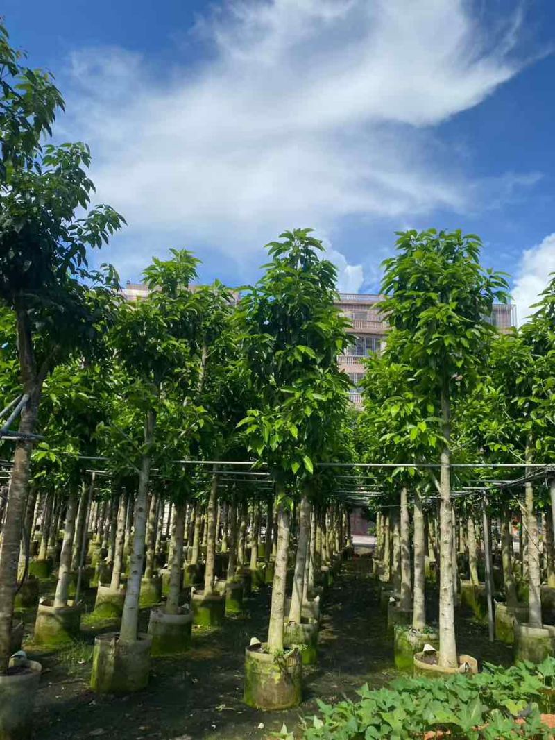白玉兰骨架3-18分，基地直销，一手货源，无中间商赚差价