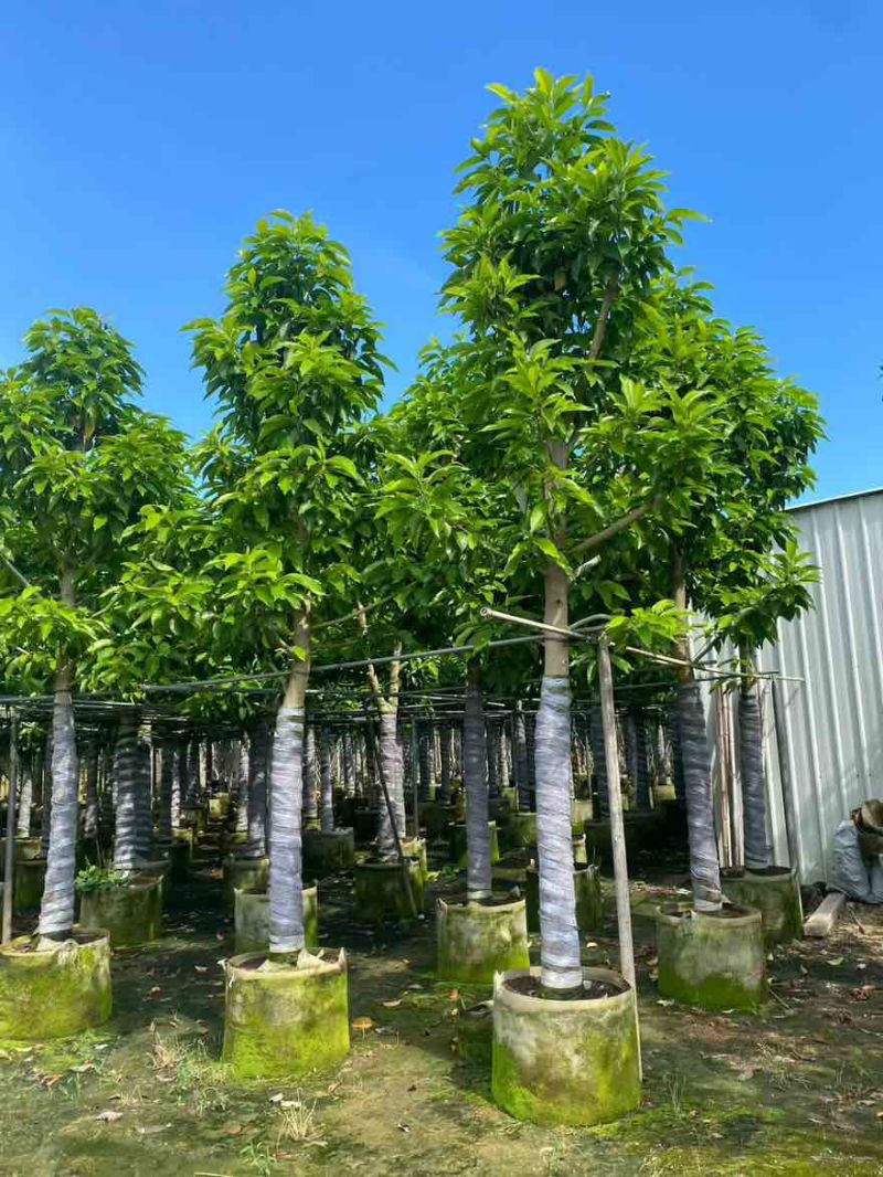 白玉兰骨架3-18分，基地直销，一手货源，无中间商赚差价