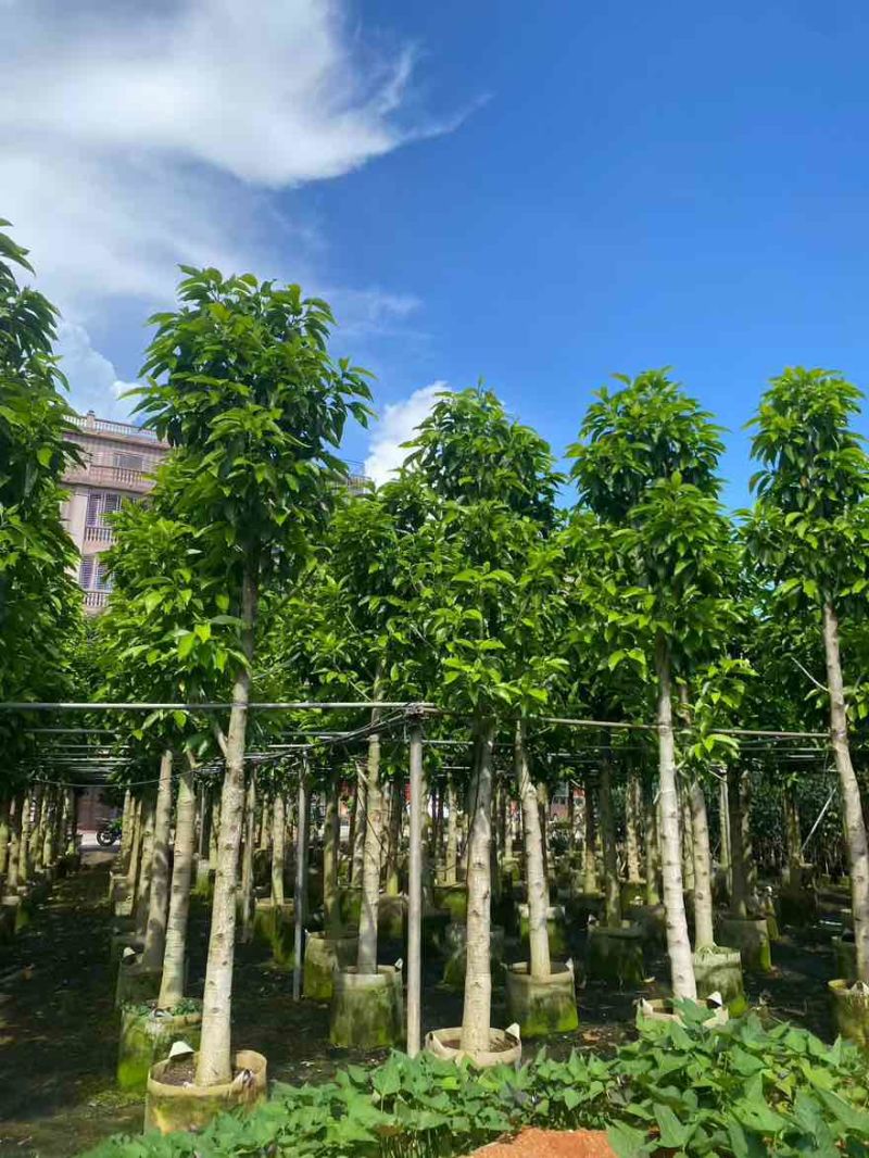 白玉兰骨架3-18分，基地直销，一手货源，无中间商赚差价