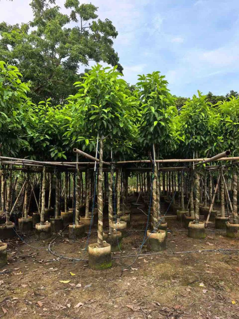 白玉兰骨架3-18分，一手货源，基地直销，欢迎来电选购
