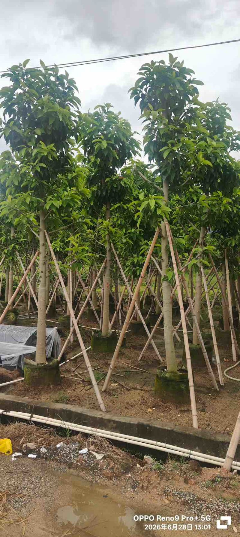 白玉兰骨架3-18分，一手货源，基地直销，欢迎来电选购