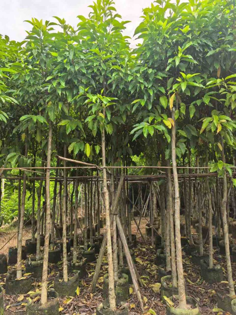 白玉兰骨架3-18分，一手货源，基地直销，欢迎来电选购