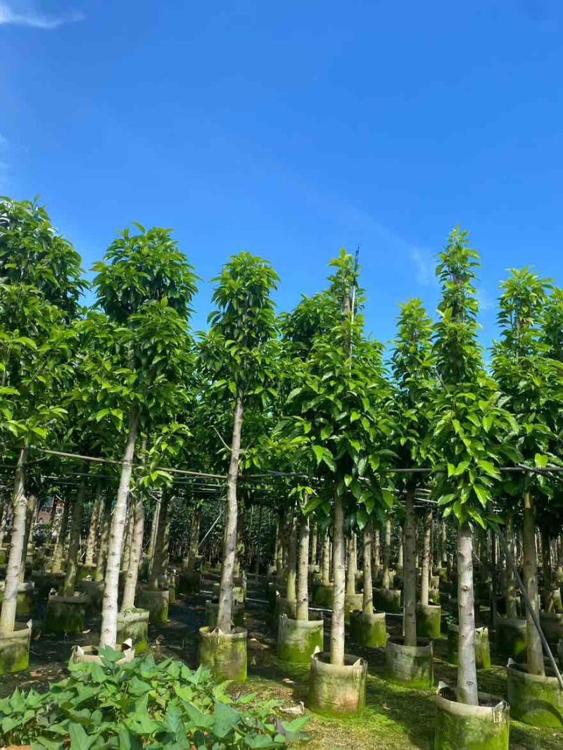 白玉兰骨架3-18分，一手货源，基地直销，欢迎来电选购