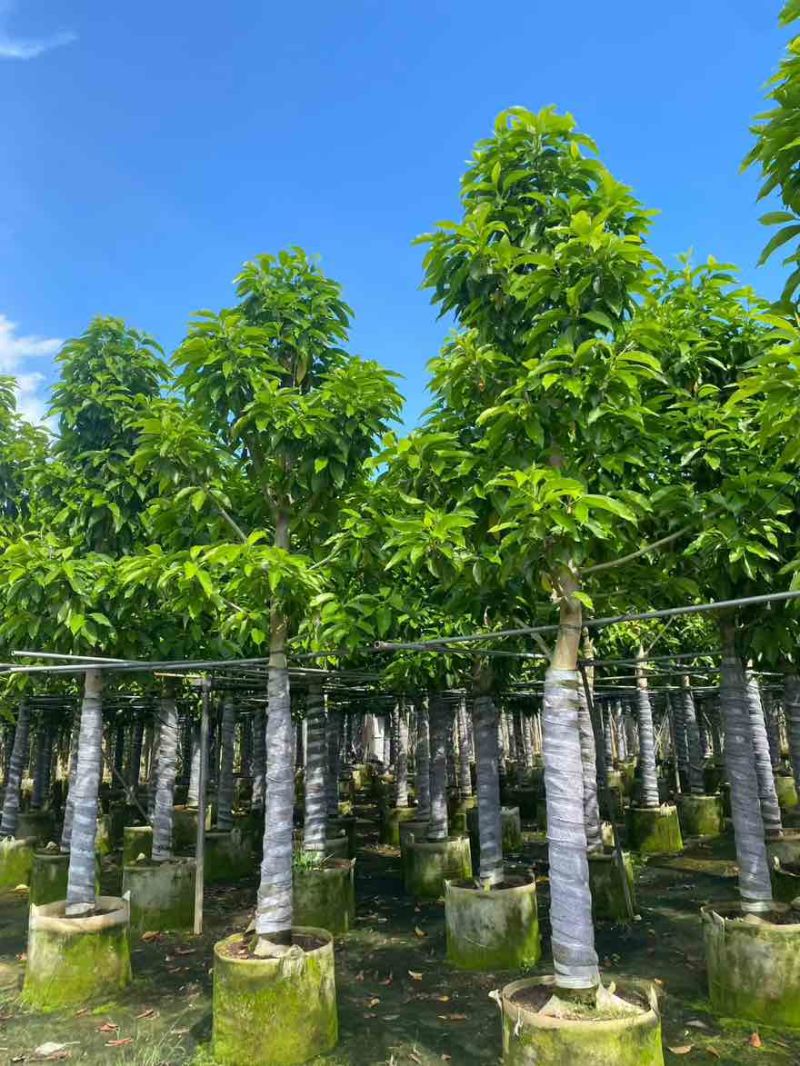 白玉兰骨架3-18分，一手货源，基地直销，欢迎来电选购