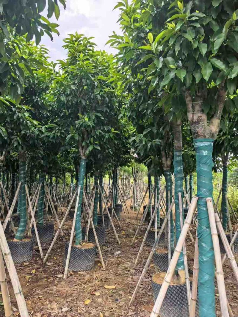 白玉兰骨架3-18分，一手货源，基地直销，欢迎来电选购