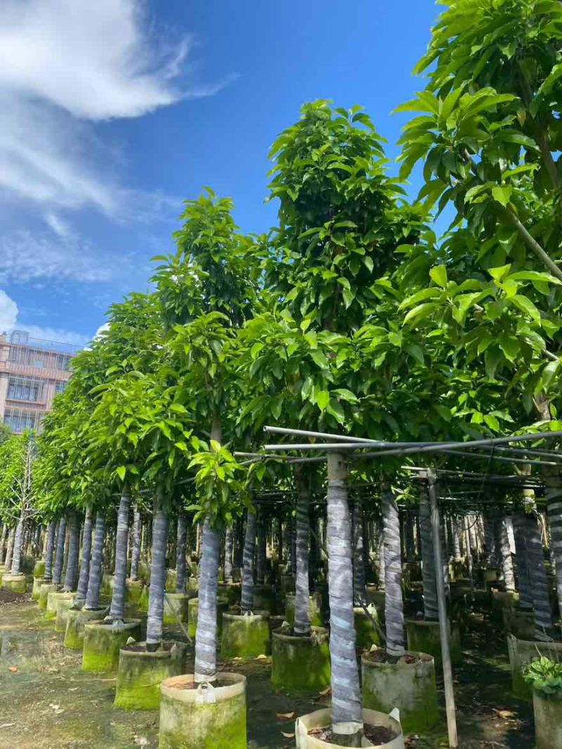 白玉兰3-18分，一手货源，基地直销，规格齐全，欢迎来电选购