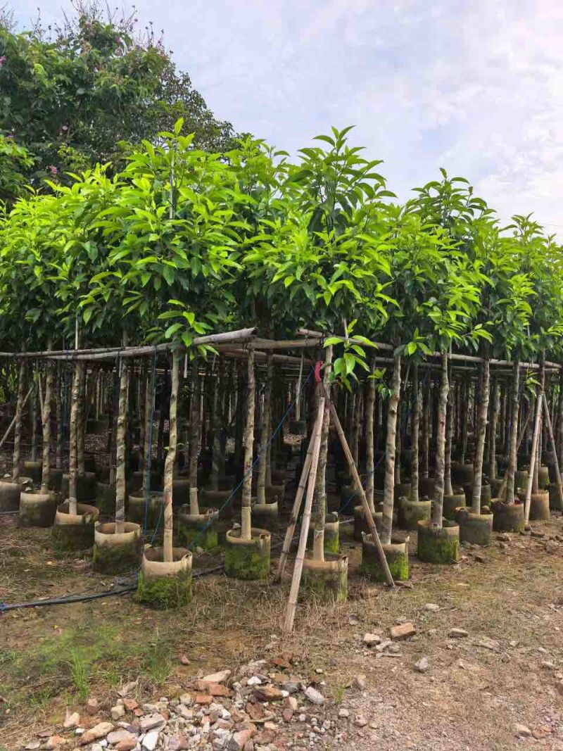 白玉兰3-18分，一手货源，基地直销，规格齐全，欢迎来电选购