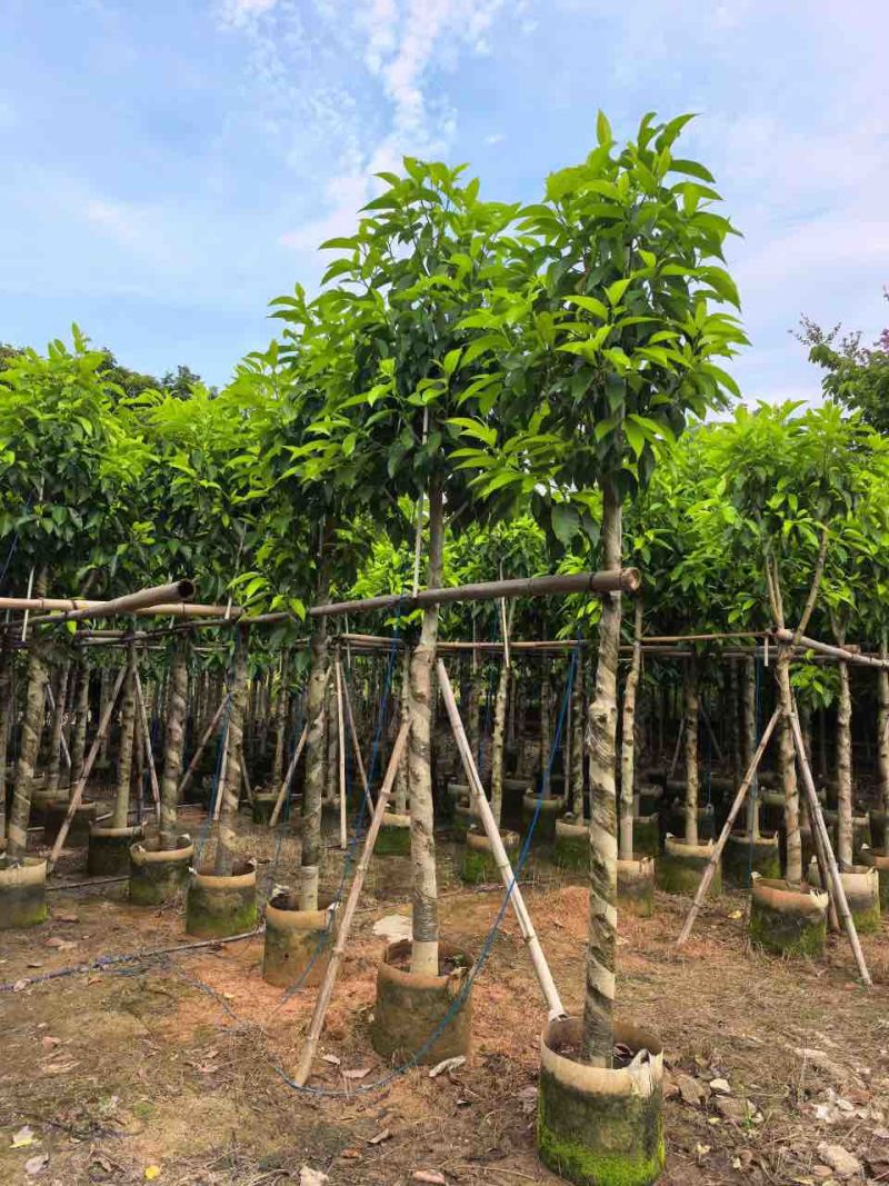 白玉兰3-18分，一手货源，基地直销，规格齐全，欢迎来电选购
