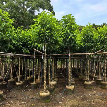 白玉兰3-18分，一手货源，基地直销，规格齐全，欢迎来电选购