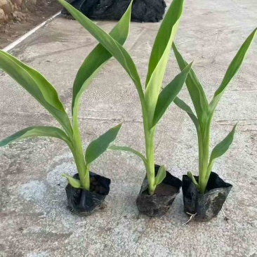美人蕉20-80高，5斤袋，7斤袋，盆苗，规格齐全，大量现货
