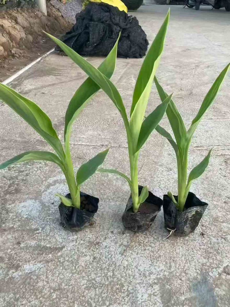 美人蕉20-80高，5斤袋，7斤袋，盆苗，规格齐全，大量现货