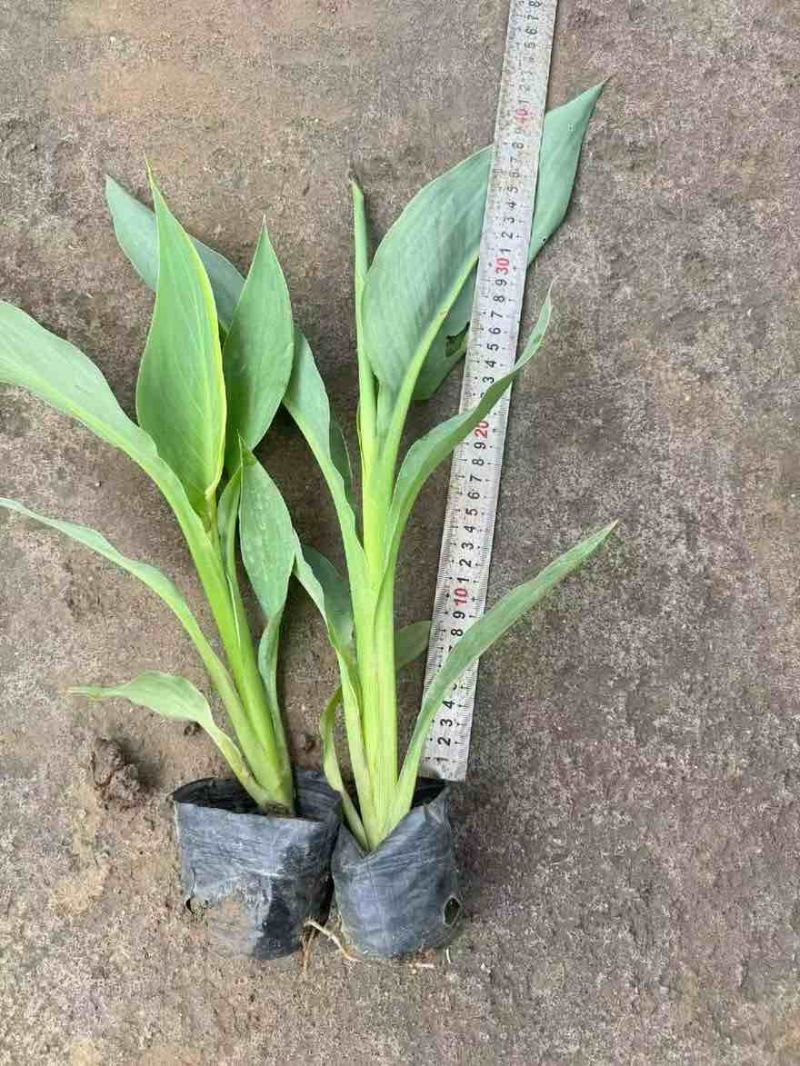美人蕉20-80高，5斤袋，7斤袋，盆苗，规格齐全，大量现货