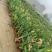 美人蕉20-80高，5斤袋，7斤袋，盆苗，规格齐全，大量现货