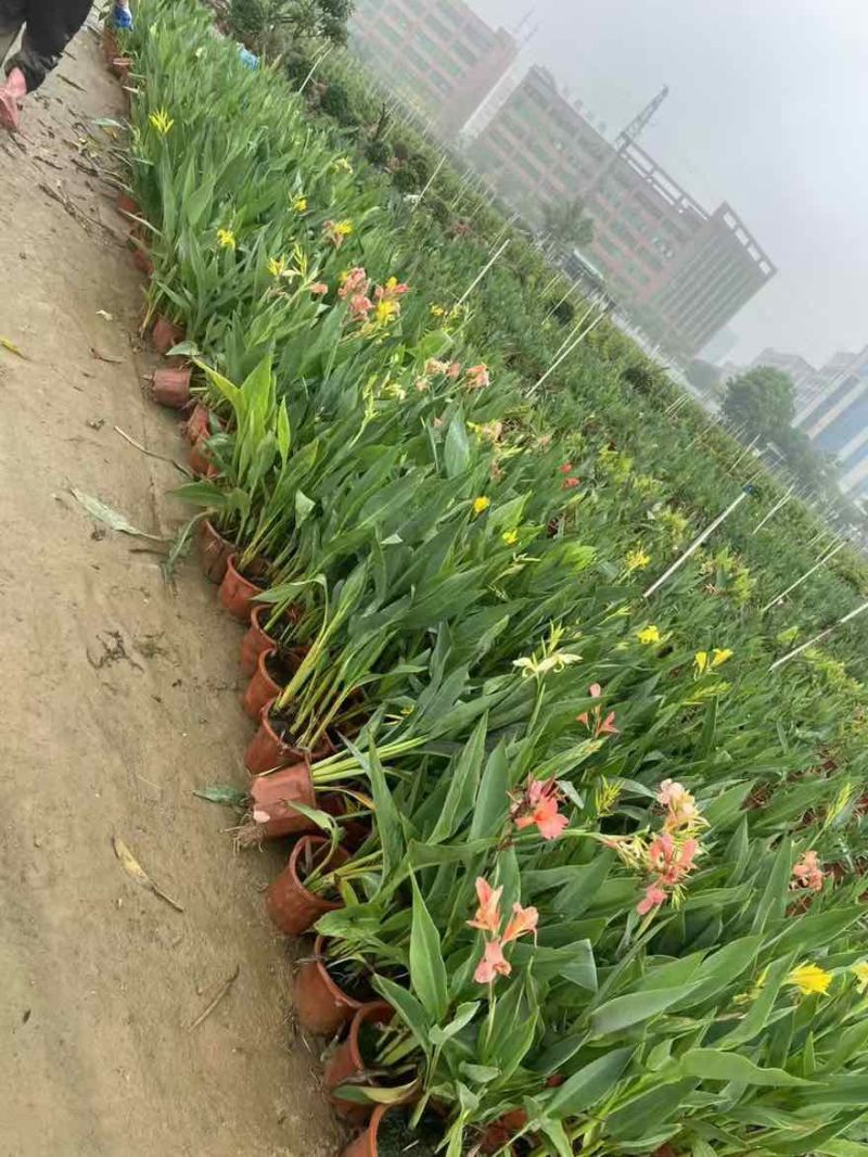 美人蕉20-80高，5斤袋，7斤袋，盆苗，规格齐全，大量现货
