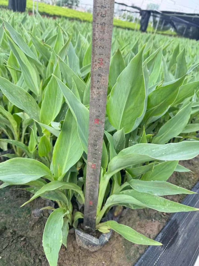 美人蕉20-80高，一手货源，基地直销，规格齐全，欢迎选购