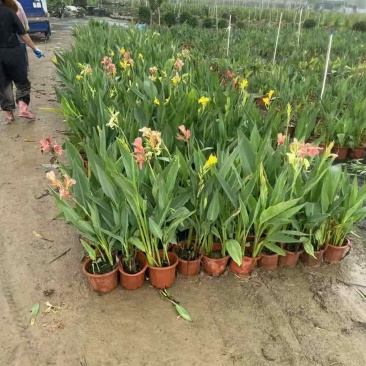 美人蕉20-80高，规格齐全，一手货源，基地直销，大量低价出