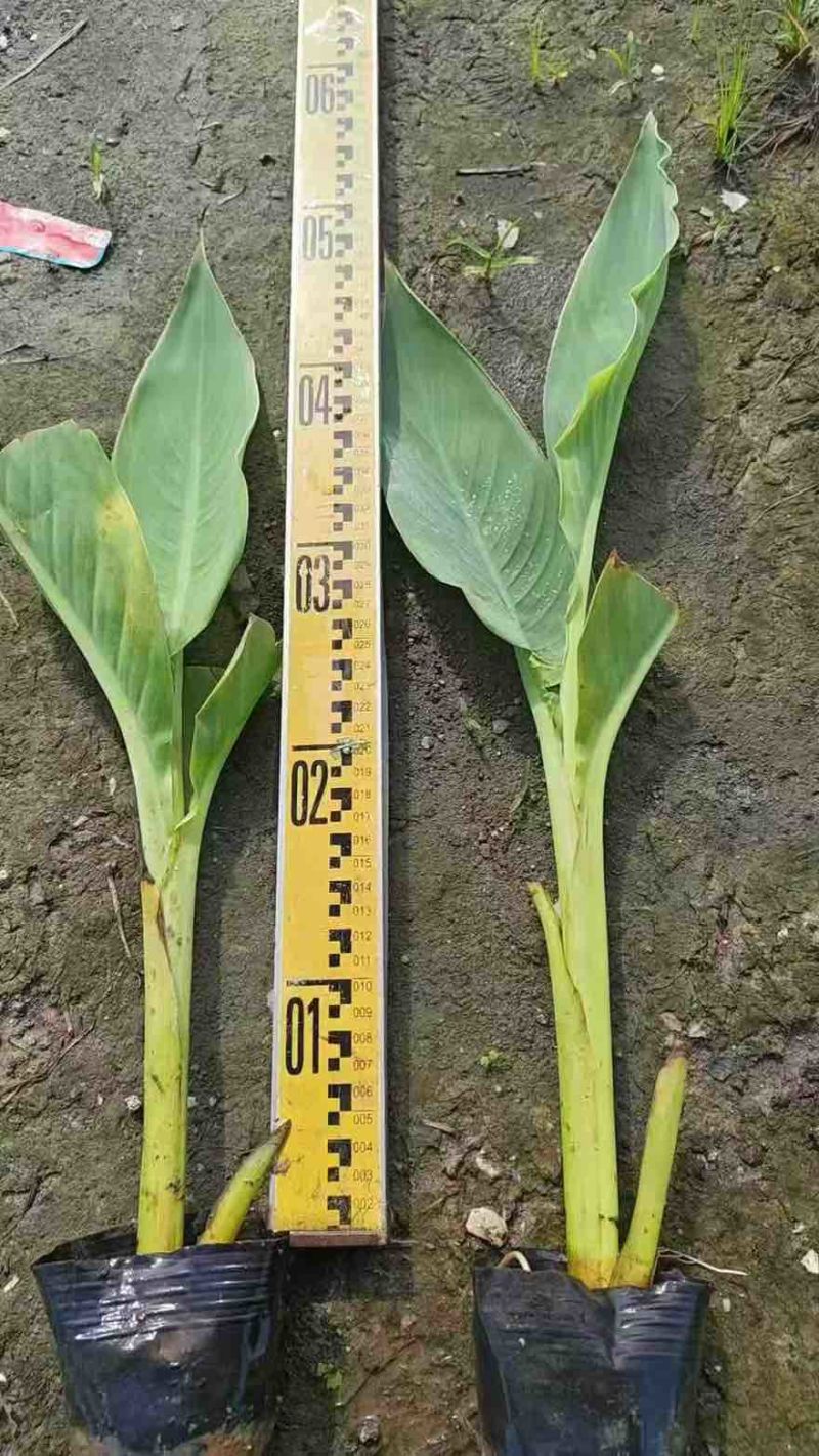 美人蕉20-80高，规格齐全，一手货源，基地直销，大量低价出