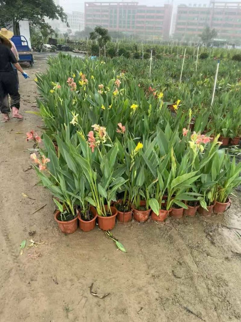 美人蕉20-80高，5斤袋，7斤袋，盆苗，基地直销，一手货源