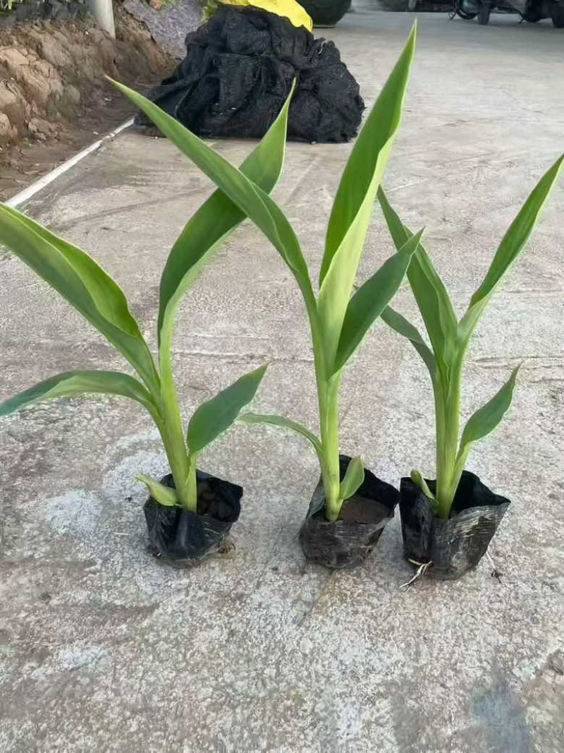 美人蕉20-80高，5斤袋，7斤袋，盆苗，基地直销，一手货源
