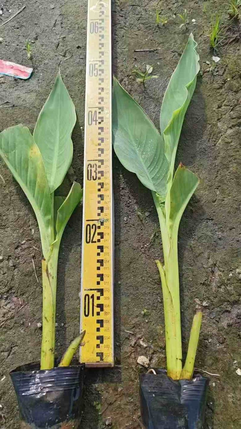 美人蕉20-60高，一手货源，基地直销，规格齐全，欢迎选购