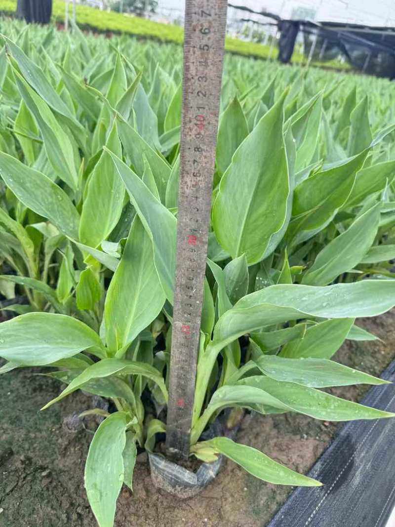 美人蕉20-60高，一手货源，基地直销，规格齐全，欢迎选购