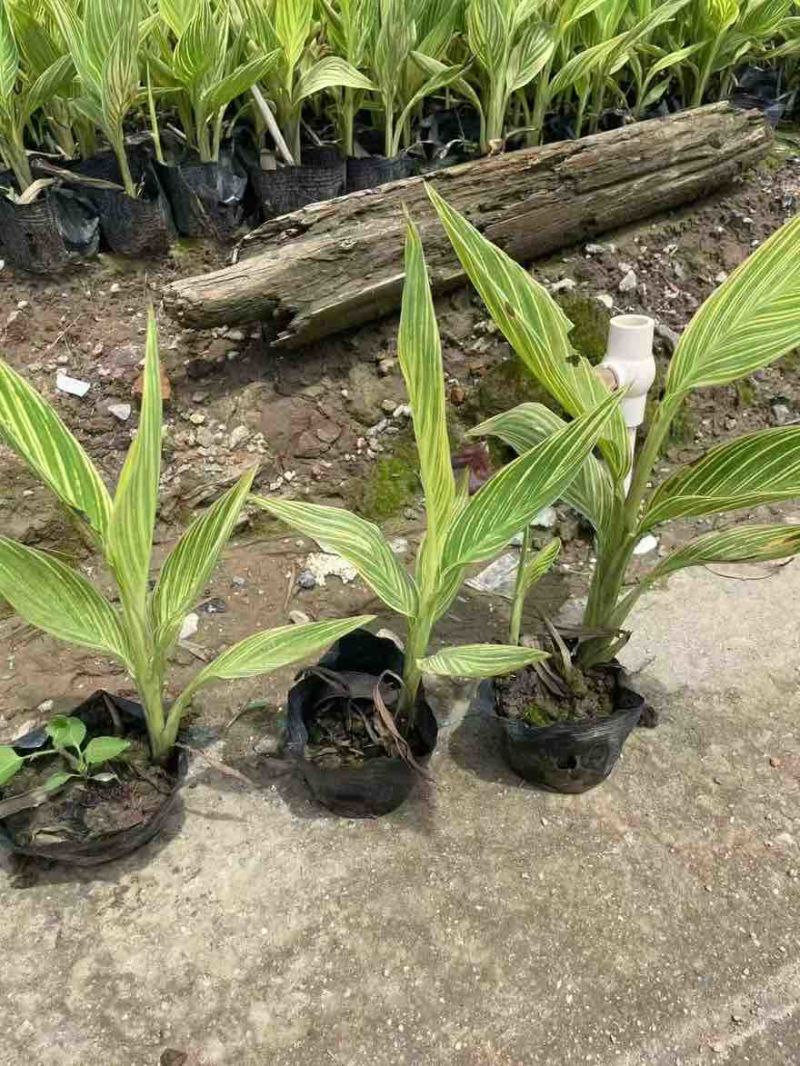 花叶美人蕉20-60高，规格齐全，基地直销，一手货源