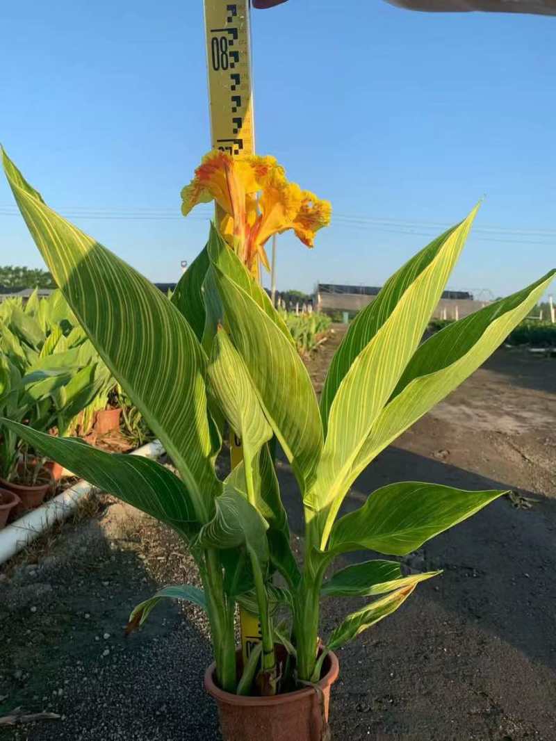 花叶美人蕉20-60高，基地直销，一手货源，无中间商赚差价