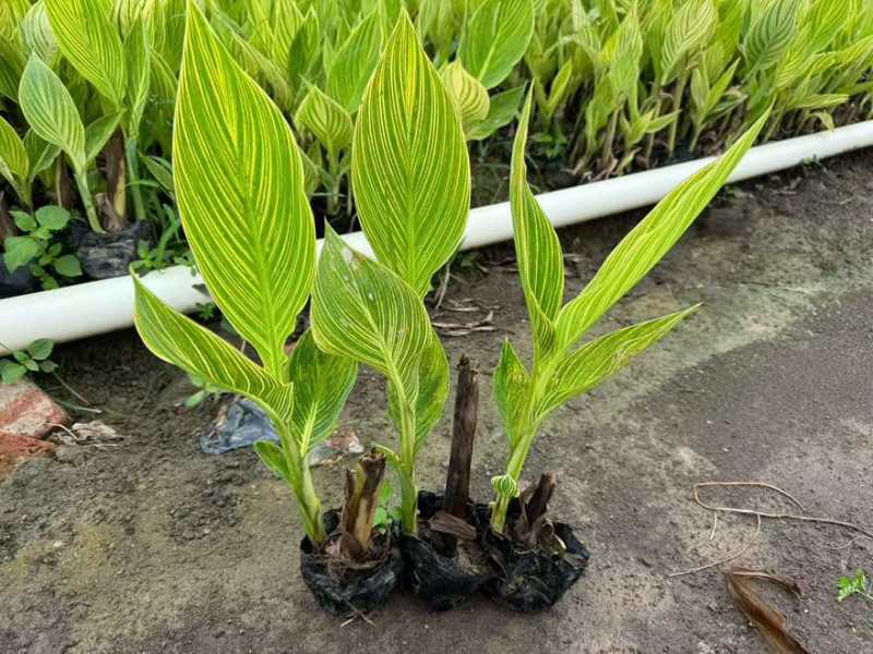 花叶美人蕉20-60高，基地直销，一手货源，无中间商赚差价