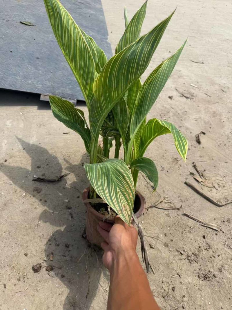 花叶美人蕉20-60高，基地直销，一手货源，无中间商赚差价