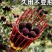 新款摘杨梅神器伸缩杆高空摘杨梅摘杏神器高空采摘水果摘枇杷桃子