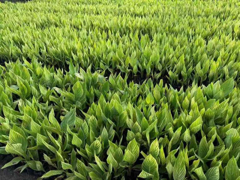 花叶美人蕉20-60高，5斤袋，7斤袋，，基地直销