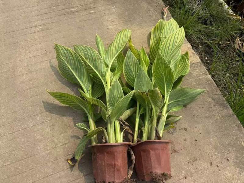 花叶美人蕉20-60高，5斤袋，7斤袋，，基地直销