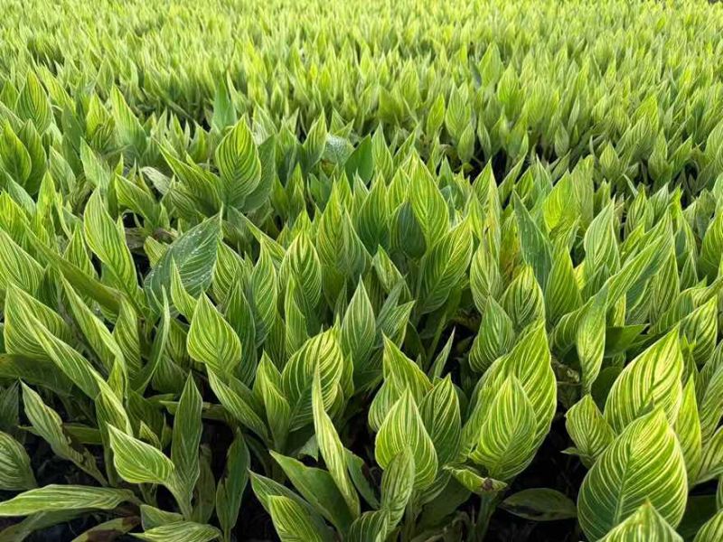 花叶美人蕉20-60高，5斤袋，7斤袋，，基地直销