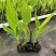 花叶美人蕉20-60高，5斤袋，7斤袋，，基地直销