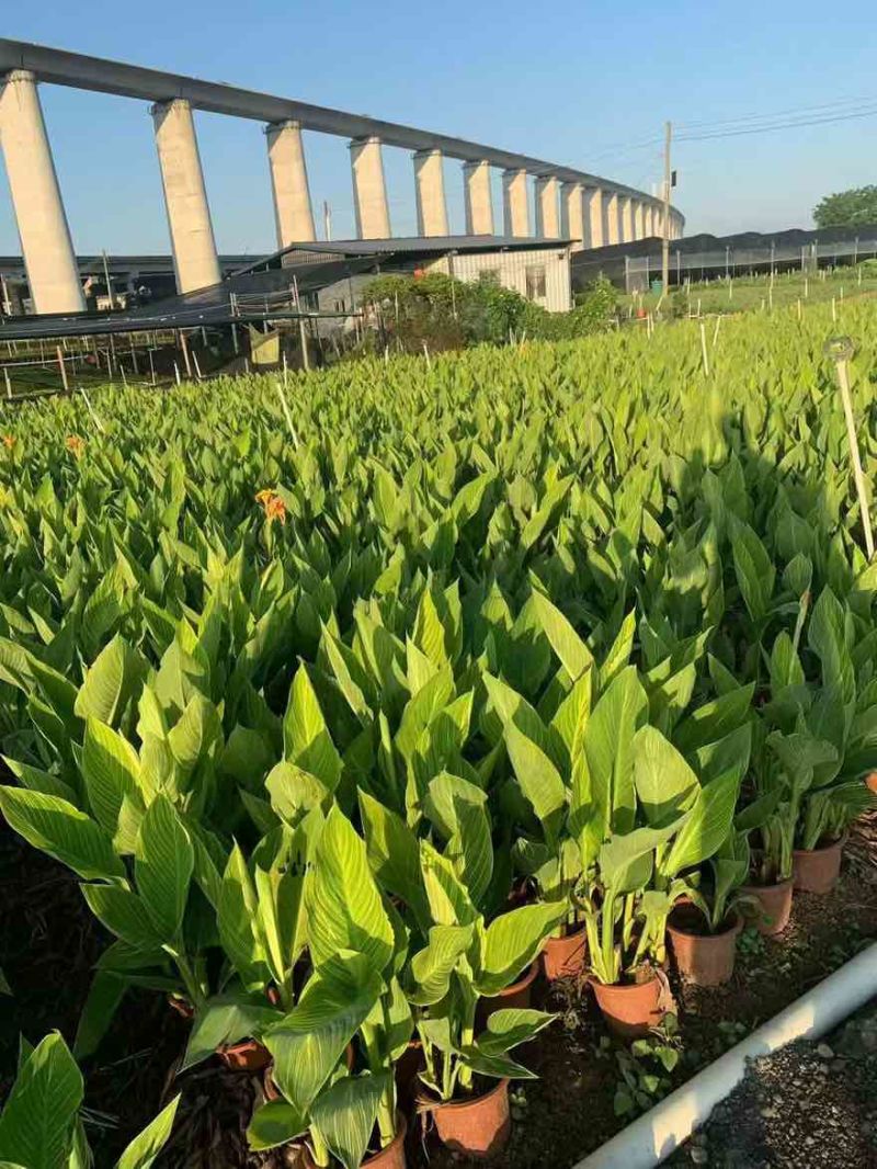 花叶美人蕉20-60高，5斤袋，7斤袋，，基地直销