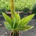 花叶美人蕉20-60高，5斤袋，7斤袋，，基地直销