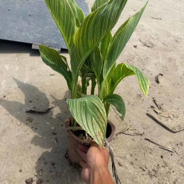 花叶美人蕉20-60高，5斤袋，7斤袋，，基地直销