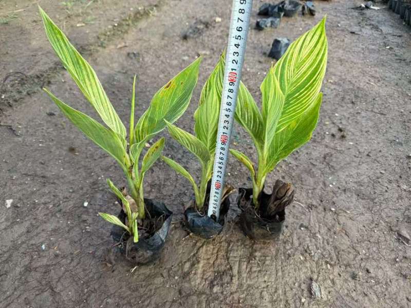 花叶美人蕉20-60高，5斤袋，7斤袋，，基地直销