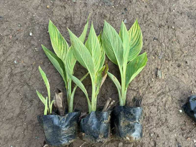 花叶美人蕉20-60高，基地直销，一手货源，欢迎来电选购