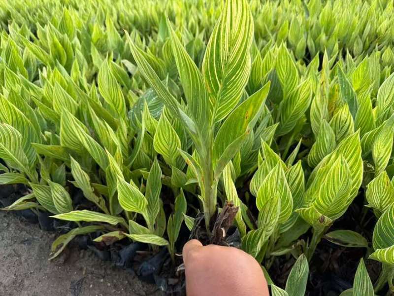 花叶美人蕉20-60高，基地直销，一手货源，欢迎来电选购