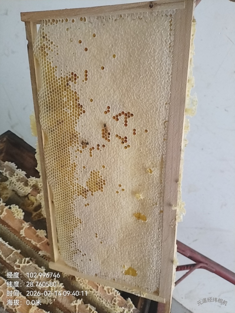 海拔两千多米的林场百花蜜