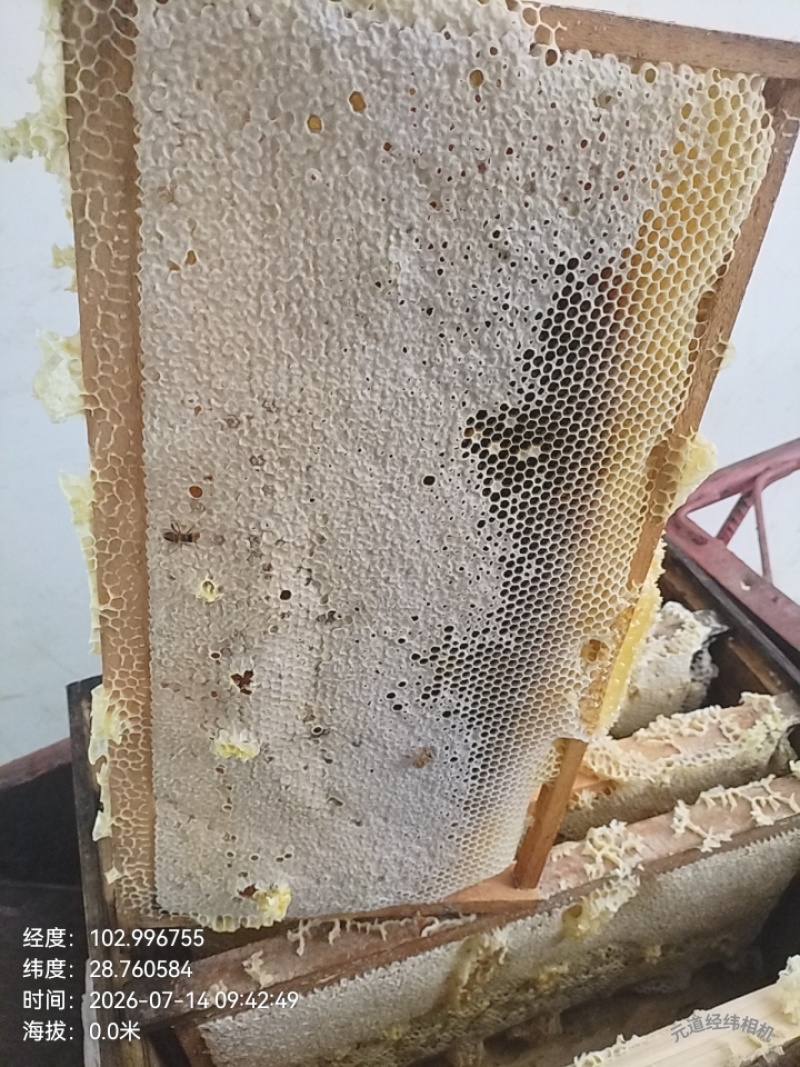 海拔两千多米的林场百花蜜