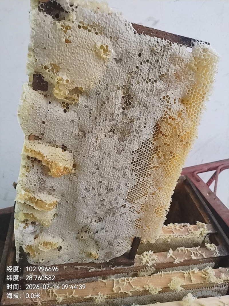 海拔两千多米的林场百花蜜