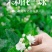 茉莉花茶2026新茶广西横县茉莉雪球特级干花苞泡茶浓香型