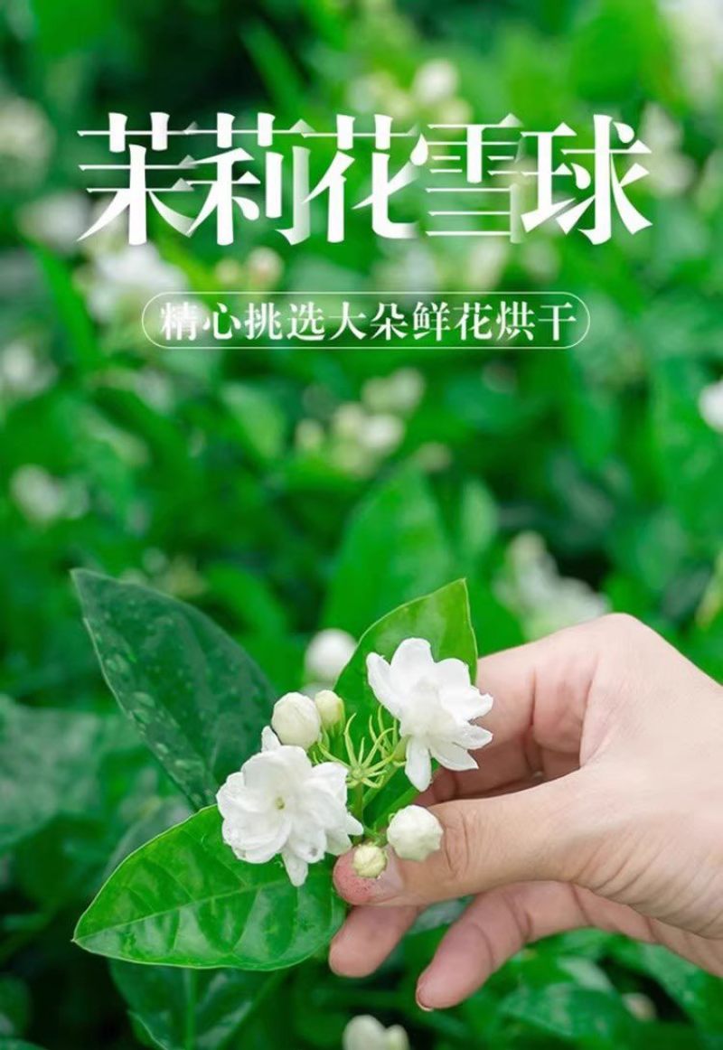 茉莉花茶2026新茶广西横县茉莉雪球特级干花苞泡茶浓香型