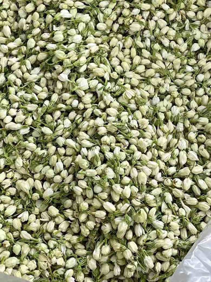 横县茉莉花蕾干