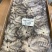 西非毛里塔尼亚冷冻章鱼