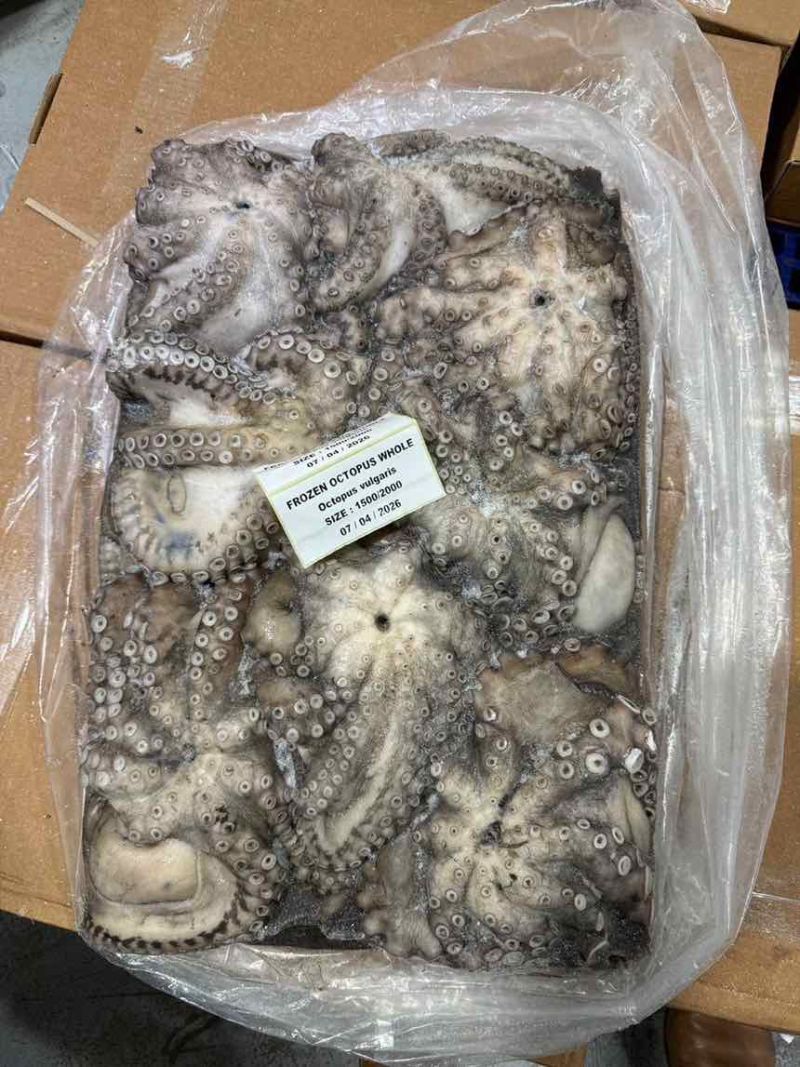 西非毛里塔尼亚冷冻章鱼