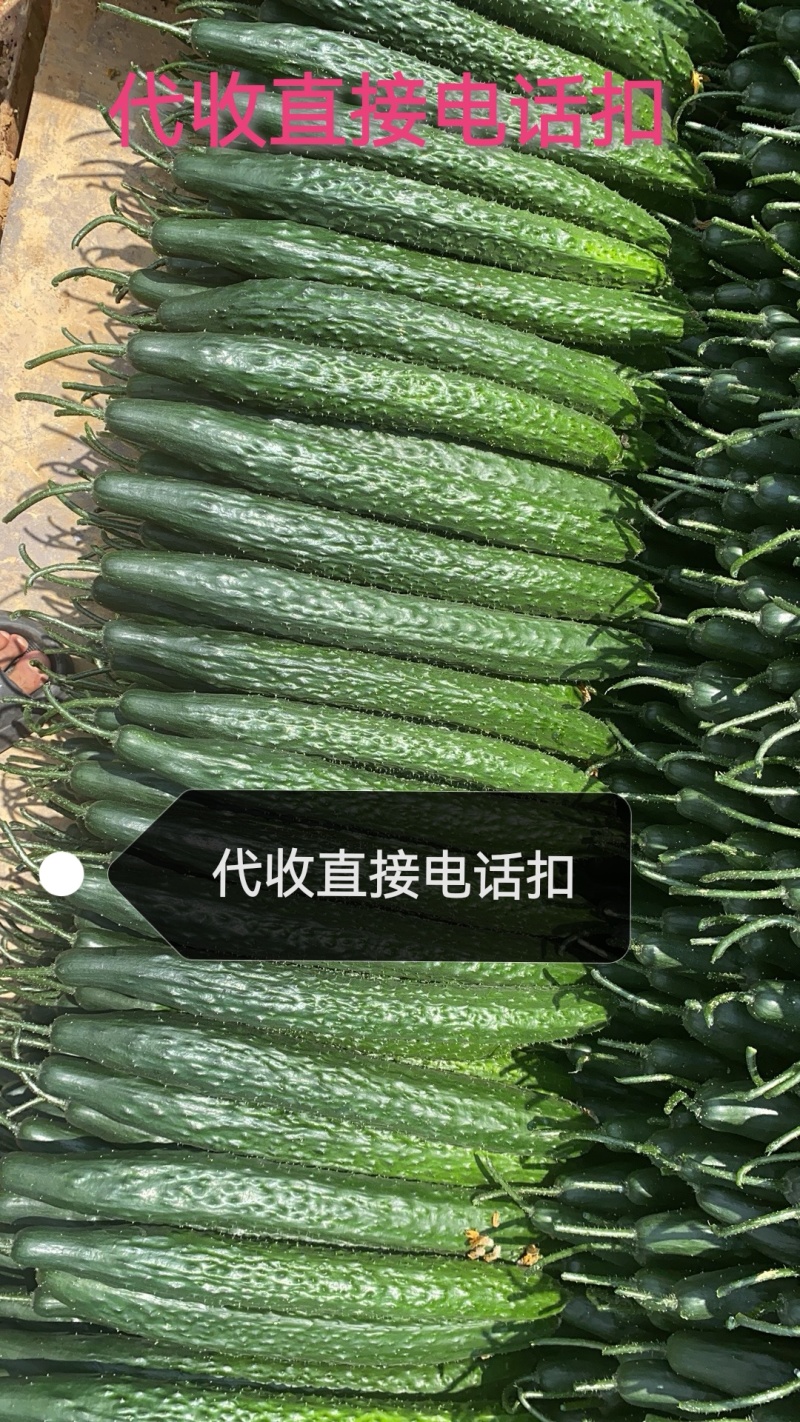 贵州黄瓜，密刺黄瓜，青瓜