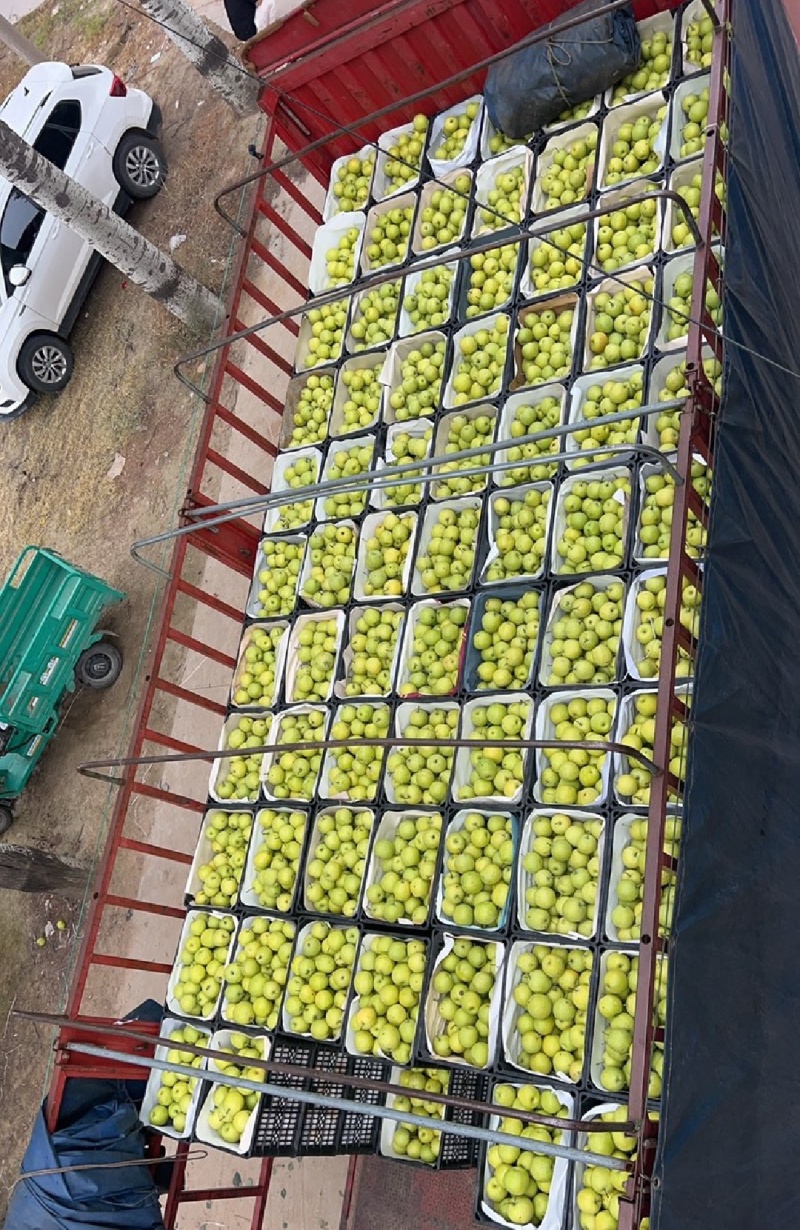 东留善固皇冠梨，青皮品